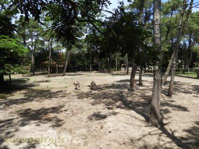 Âne de Somalie - 2017