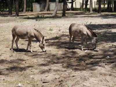 Âne de Somalie - 2017