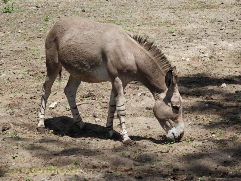  Âne de Somalie   