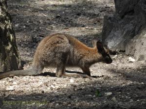 Wallaby de Bennett