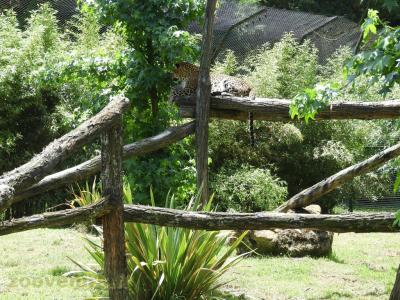 Panthère du Sri Lanka - 2017