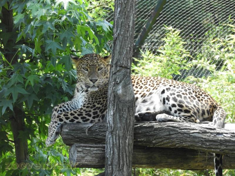 Panthère du Sri Lanka
