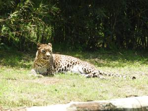 Panthère du Sri Lanka