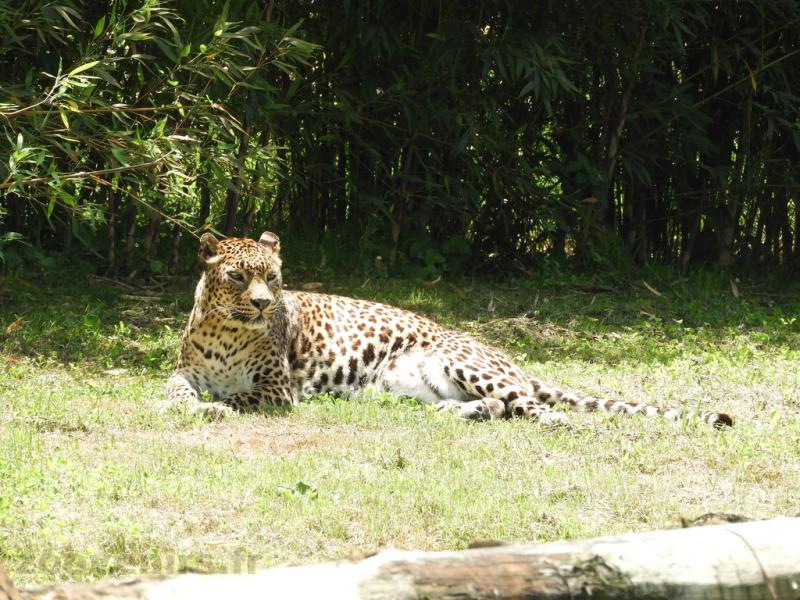Panthère du Sri Lanka