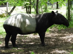 Tapir malais