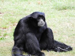 Siamang