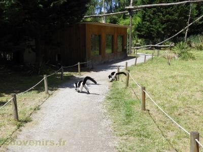 Maki vari à ceinture blanche - 2017