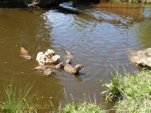 Loutre d'Asie