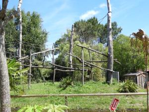 Gibbon lar