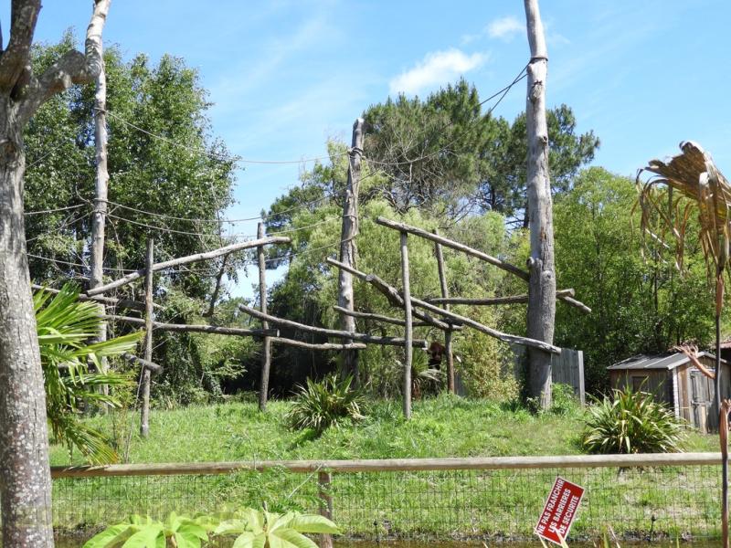 Gibbon lar