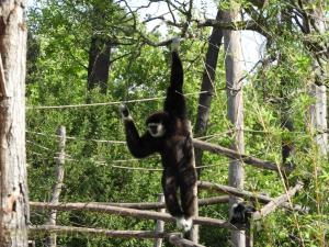 Gibbon lar 
