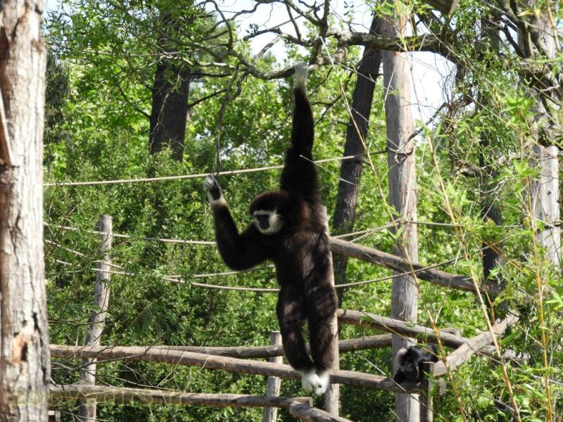 Gibbon lar 