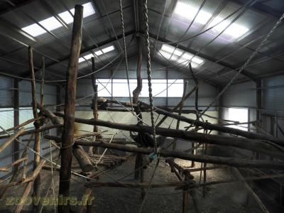 Orang-outang de Bornéo - 2017