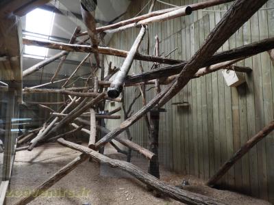 Paresseux - Tatou - Saki - Tamarin de Goeldii - 2017