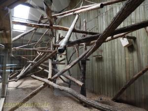 Paresseux - Tatou à 6 bandes - Saki - Tamarin de Goeldii