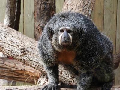 Saki à face blanche - 2017