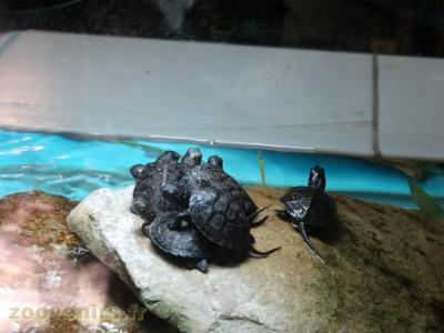 Cistude d'Europe - 2009