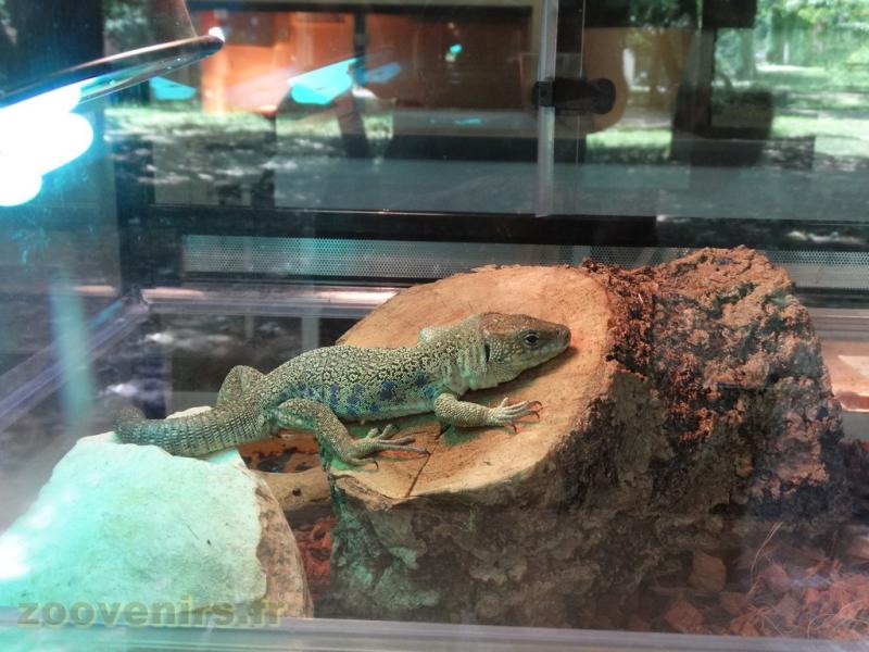 Lézard ocellé
