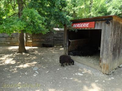 Mouton d'Ouessant - 2009