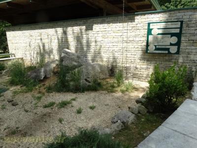 Tortue d'Hermann - 2009