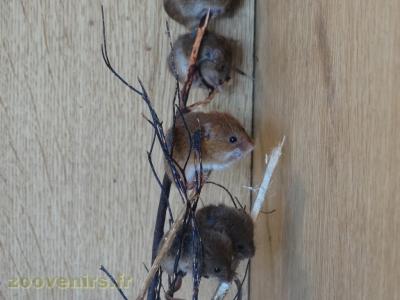 Rat des moissons - 2009