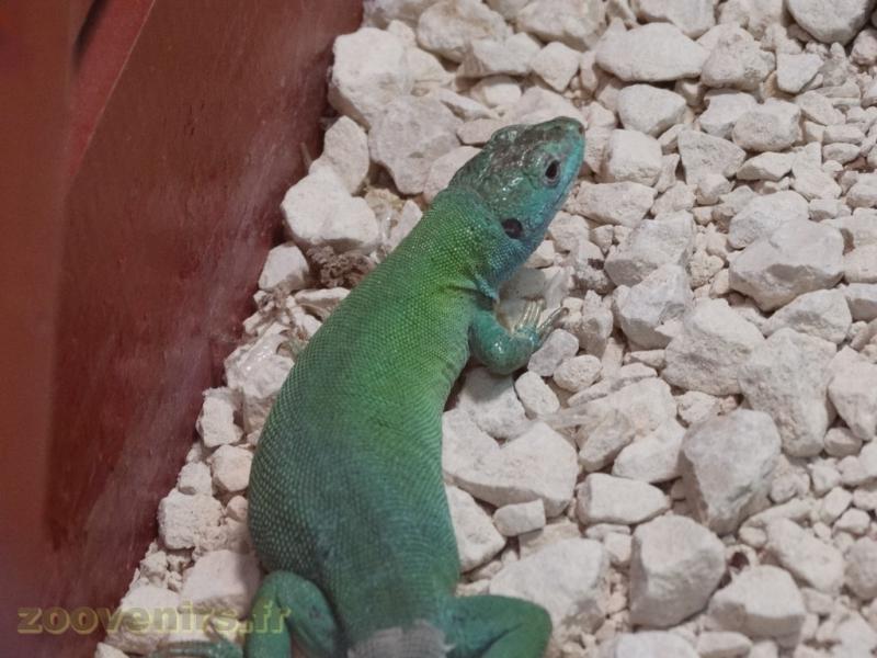 Lézard vert 