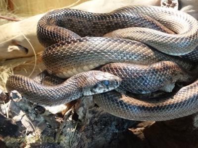 Couleuvre à échelons - 2009