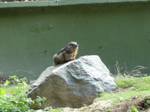 Marmotte