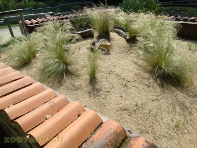 Lézard ocellé - 2009