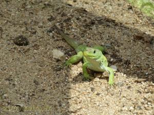 Lézard ocellé