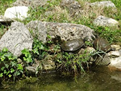 Emyde lépreuse - 2009