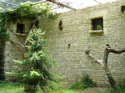 Hibou Grand-duc - 2009