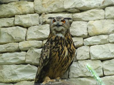 Hibou Grand-duc - 2009