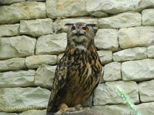 Hibou Grand-duc