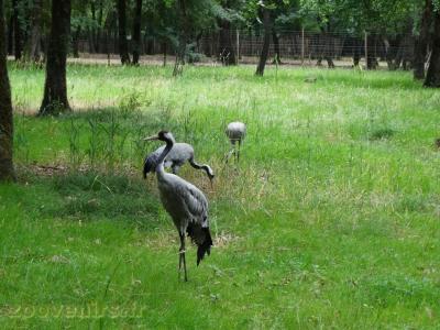 Grue cendrée - 2009