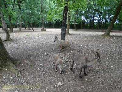 Bouquetin des Alpes - 2009