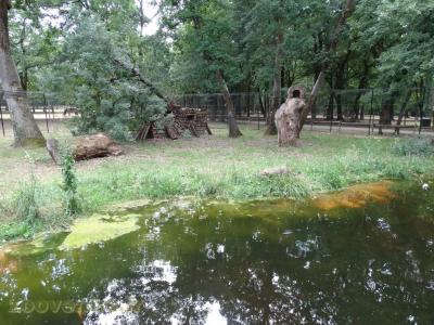 Chat forestier - 2009