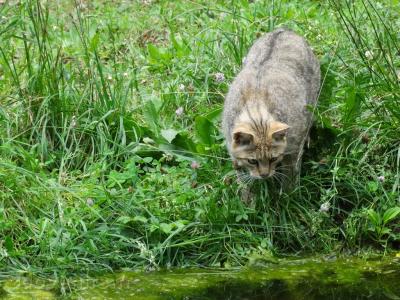 Chat forestier - 2009