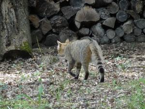 Chat forestier