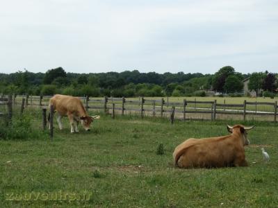 Vache parthenaise - 2009