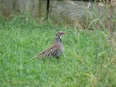 Perdrix rouge - 2009