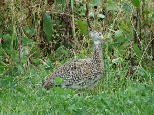 Outarde canepetière