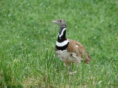 Outarde canepetière - 2009