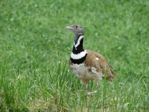 Outarde canepetière