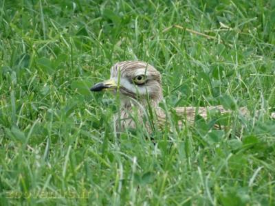 OEdicnéme criard - 2009