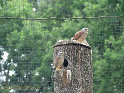 Faucon crécerelle - 2009