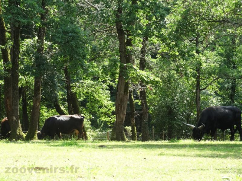 Auroch reeconstitué