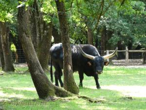 Auroch reeconstitué