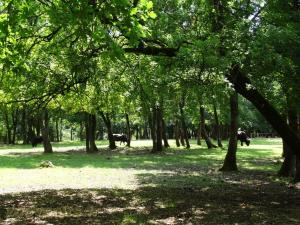 Auroch reeconstitué