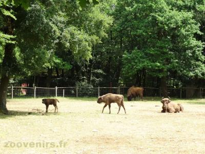 Bison d'Europe - 2009